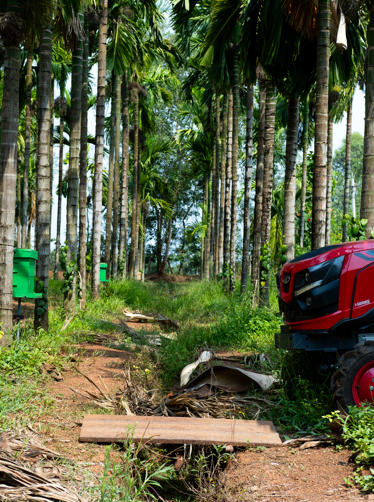 An avenue of areca palms with the farm tractor and beehives, Western Ghats