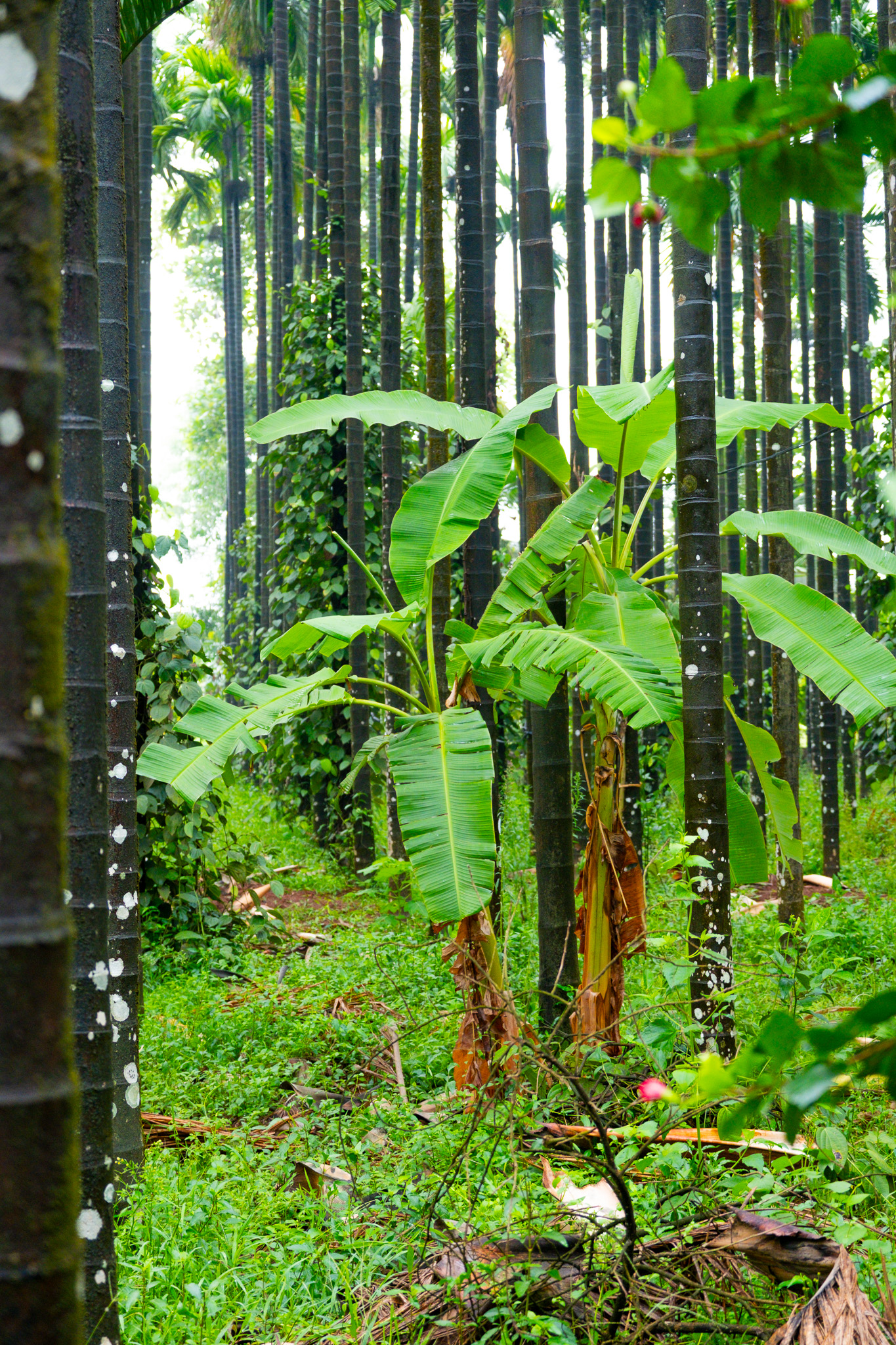 Banana intercropped beneath a stand of areca palms at Aré Guḍi