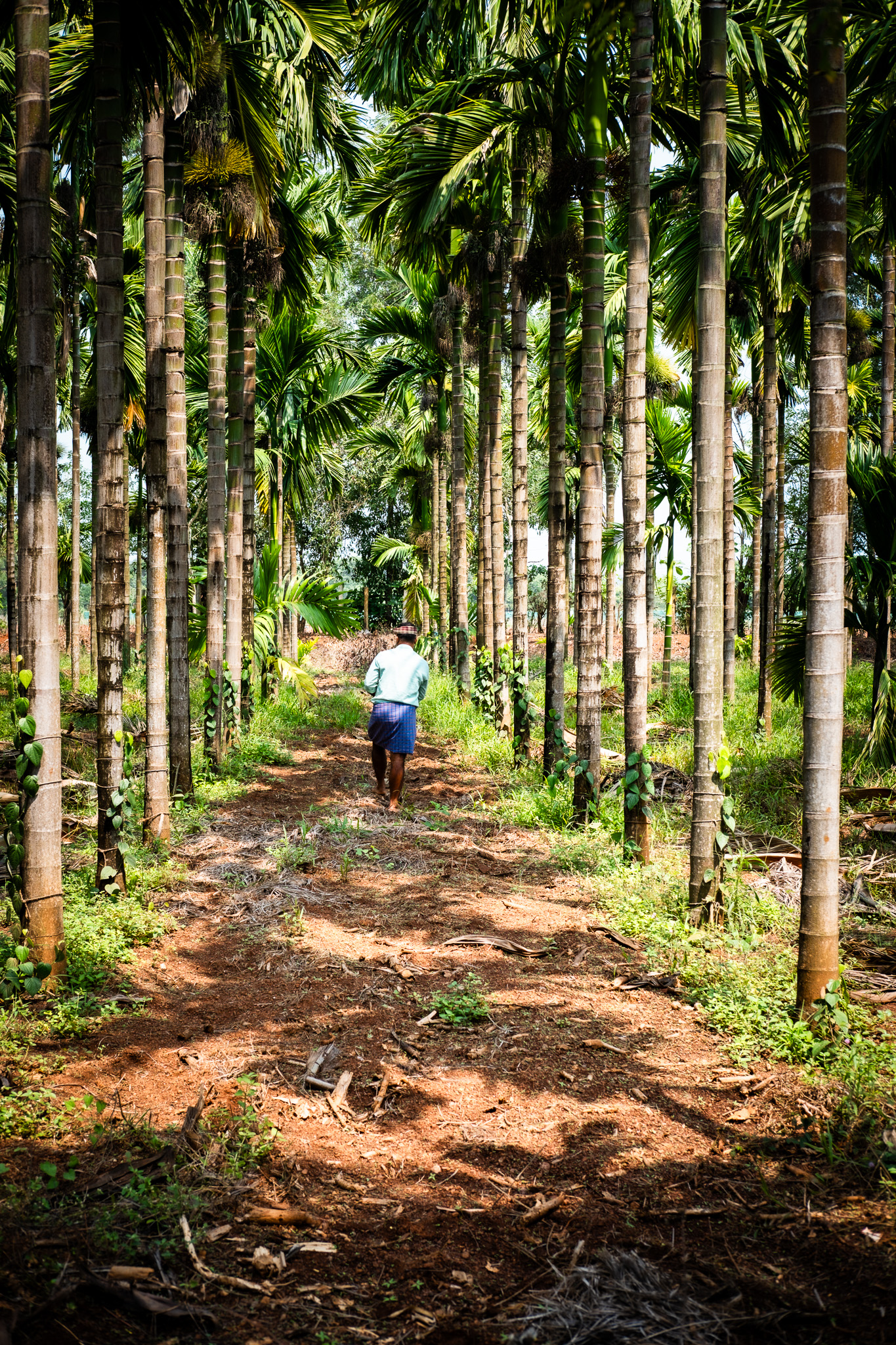 An avenue of areca palms in the Western Ghats at Aré Guḍi