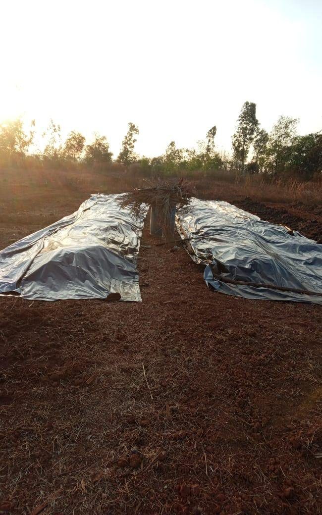 Biocompost windrows under reflective tarps at golden hour, curing on the field