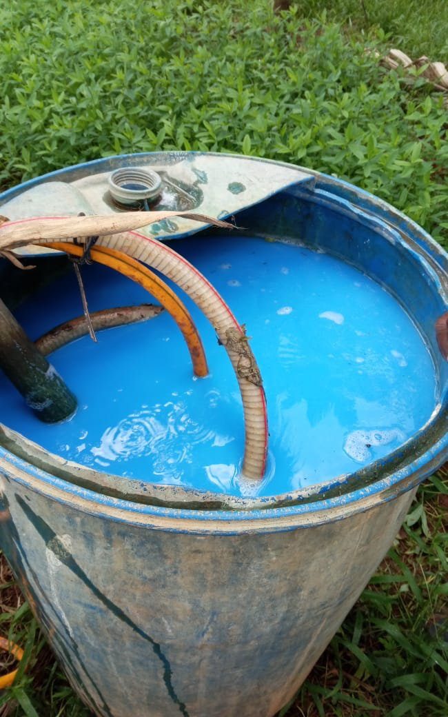 Bordeaux mixture made up in a barrel, the characteristic sky-blue copper-lime solution ready for spraying