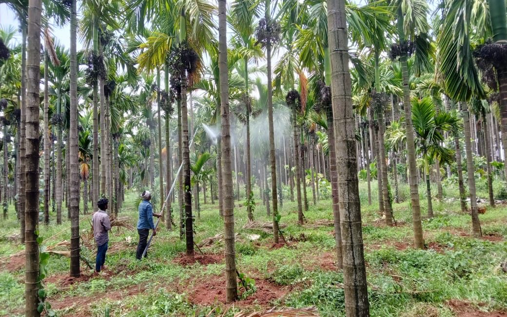 Two of the crew spraying Bordeaux mixture up into the areca canopy, the mist catching the light