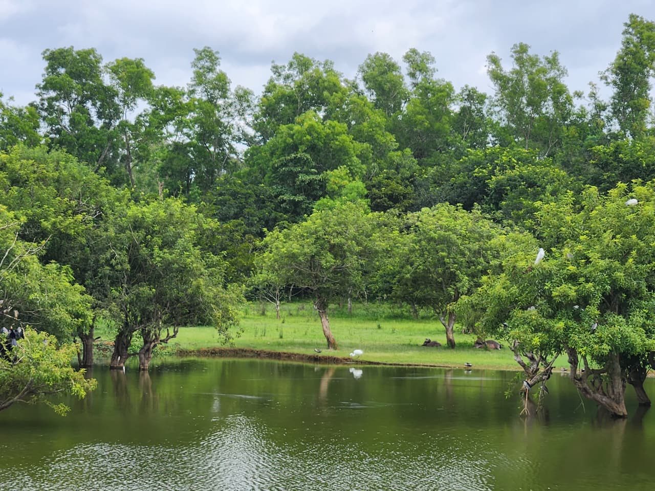 Egrets and herons around the farm tank with grazing buffalo and dense tree cover behind