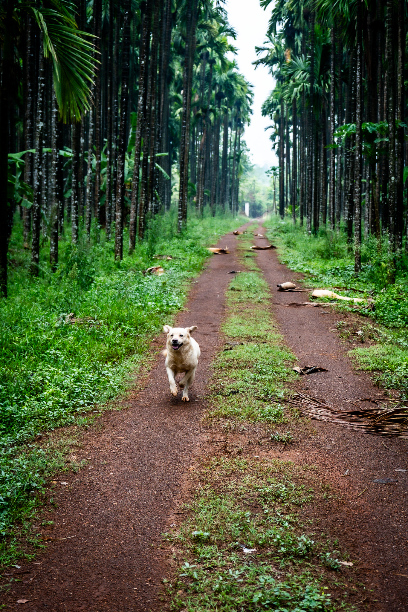 Gunda, the farm dog, runs down an avenue of areca palms at Aré Guḍi, Western Ghats