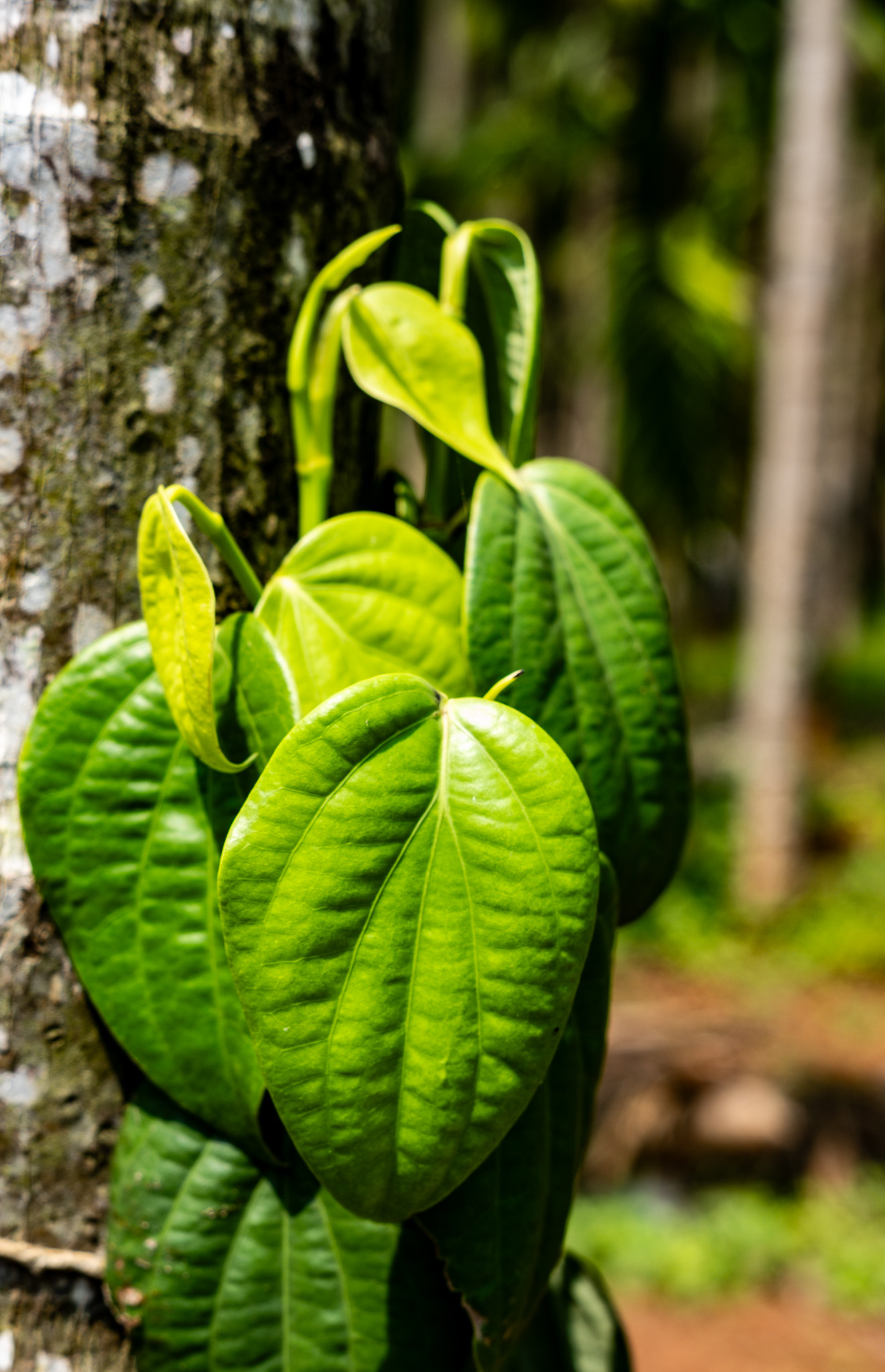 A pepper vine in bright fresh leaf, trained up an areca trunk at Aré Guḍi