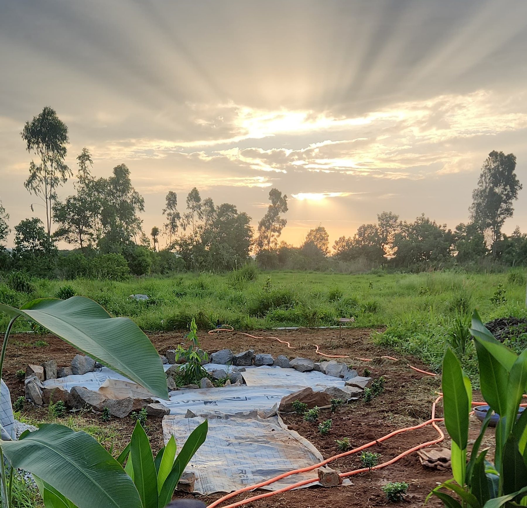A rock-lined rainwater swale planted out, banana leaves in the foreground, sun setting over the tree line